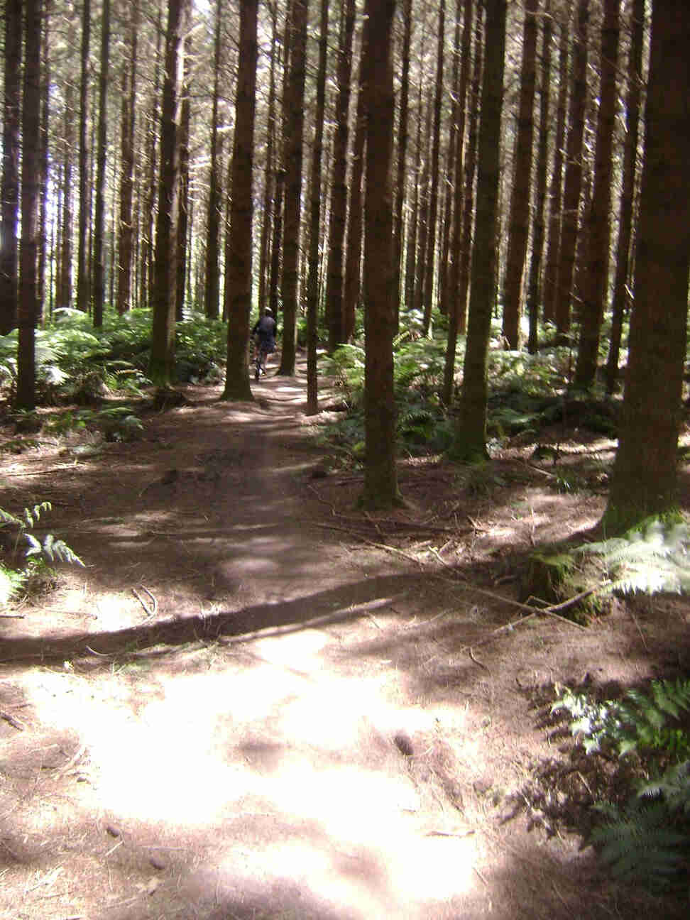 Rear view of a cyclist, riding straight away, on a dirt trail in a pine tree forest